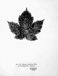 Rhytisma acerinum image
